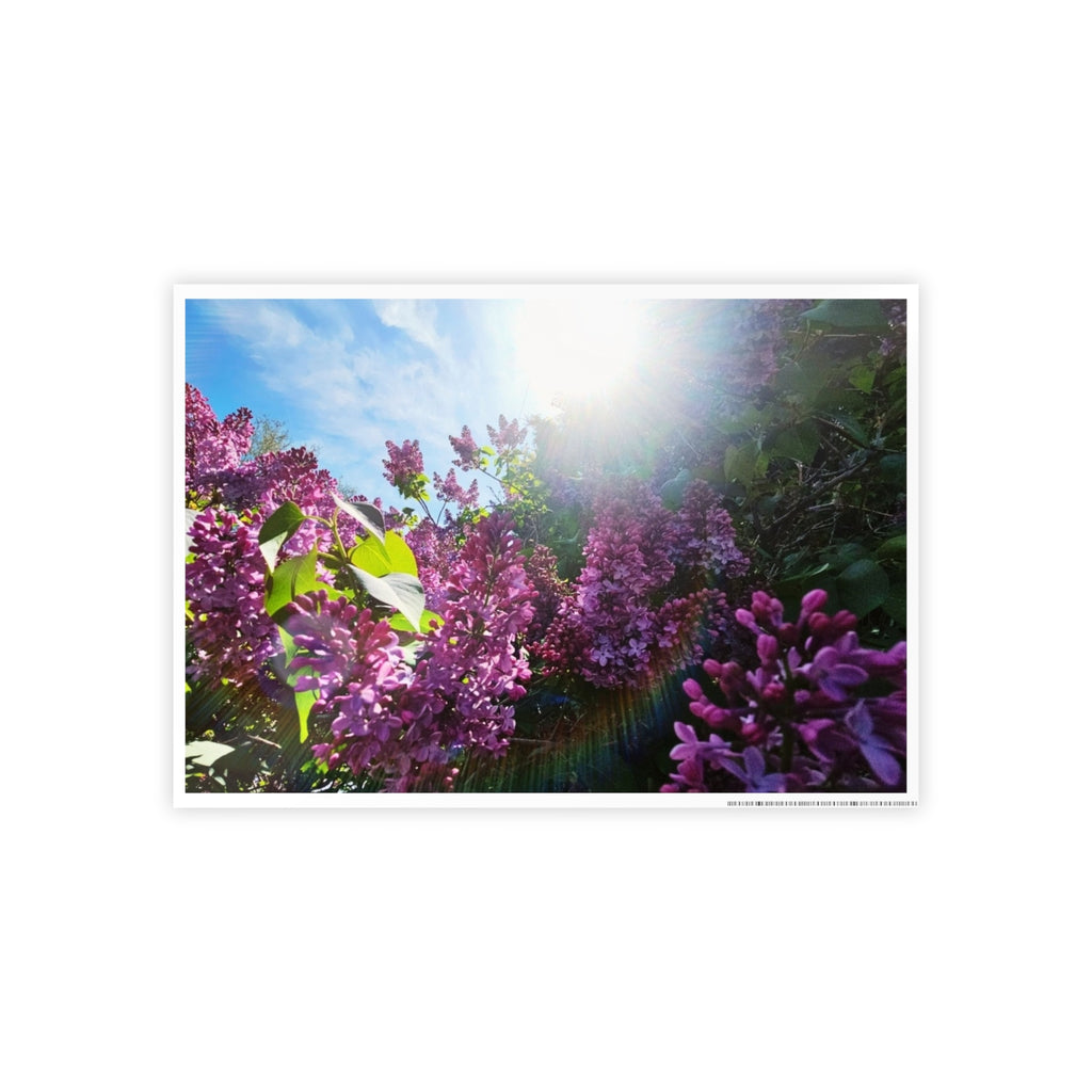 Vibrant Floral Gloss Posters, Art for Home Decor