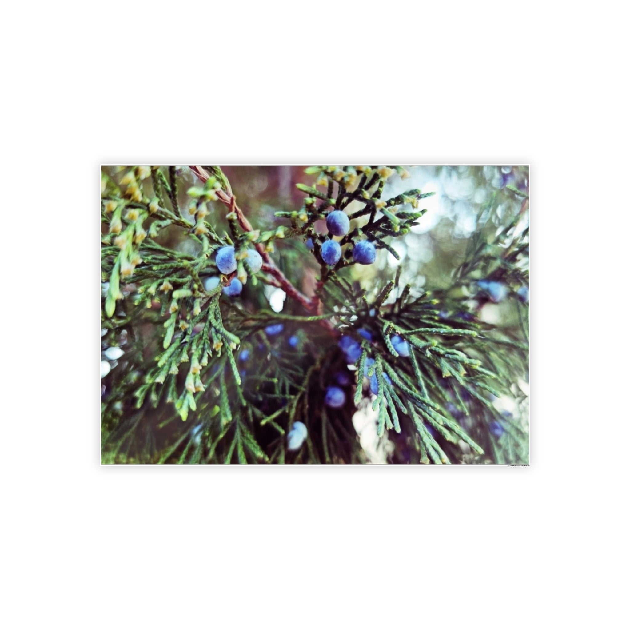 Glossy Nature Posters