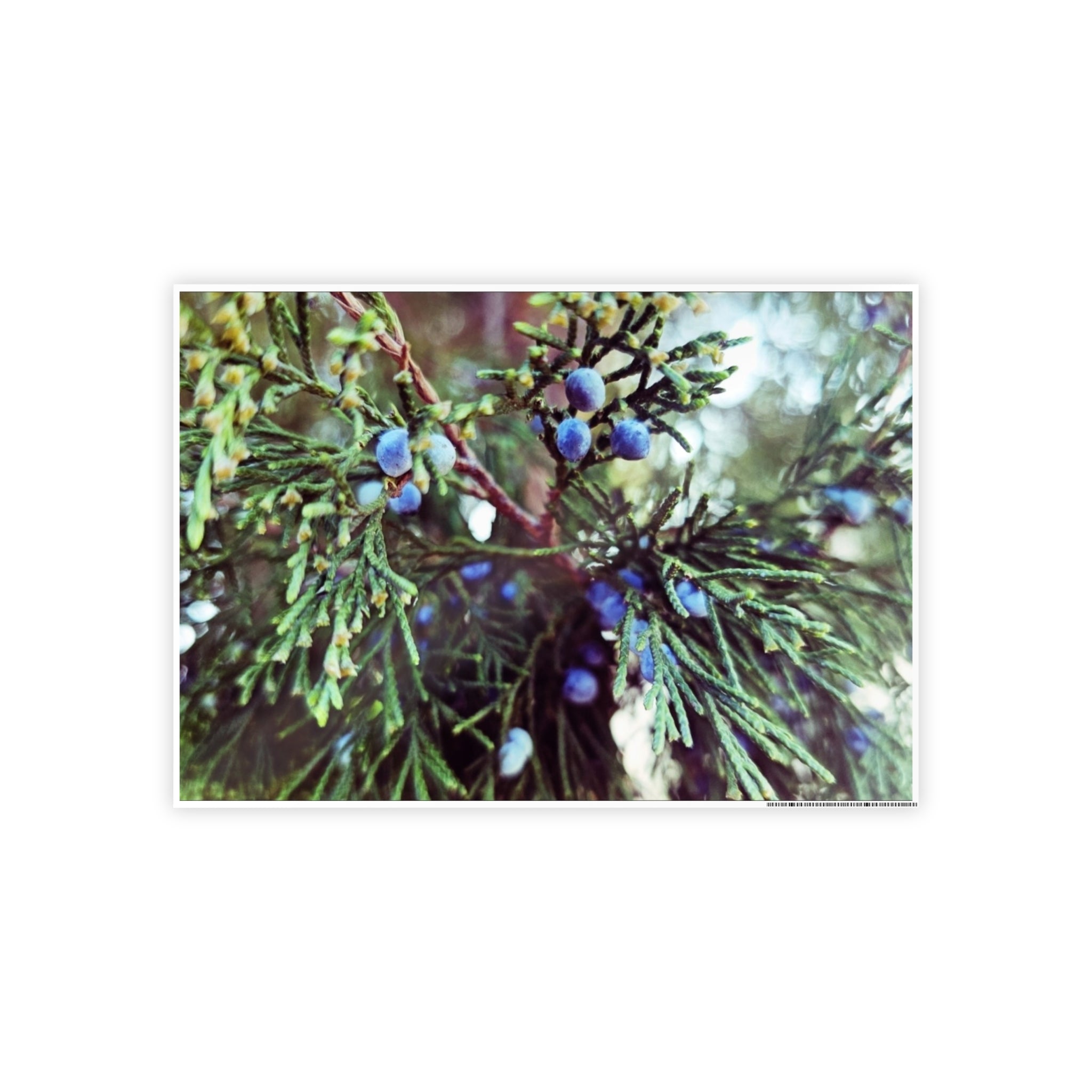 Glossy Nature Posters