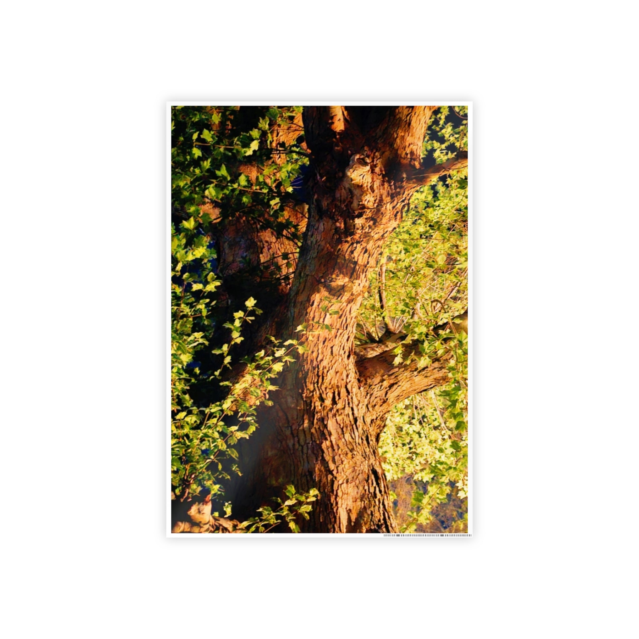 Nature-Inspired Gloss Poster Art