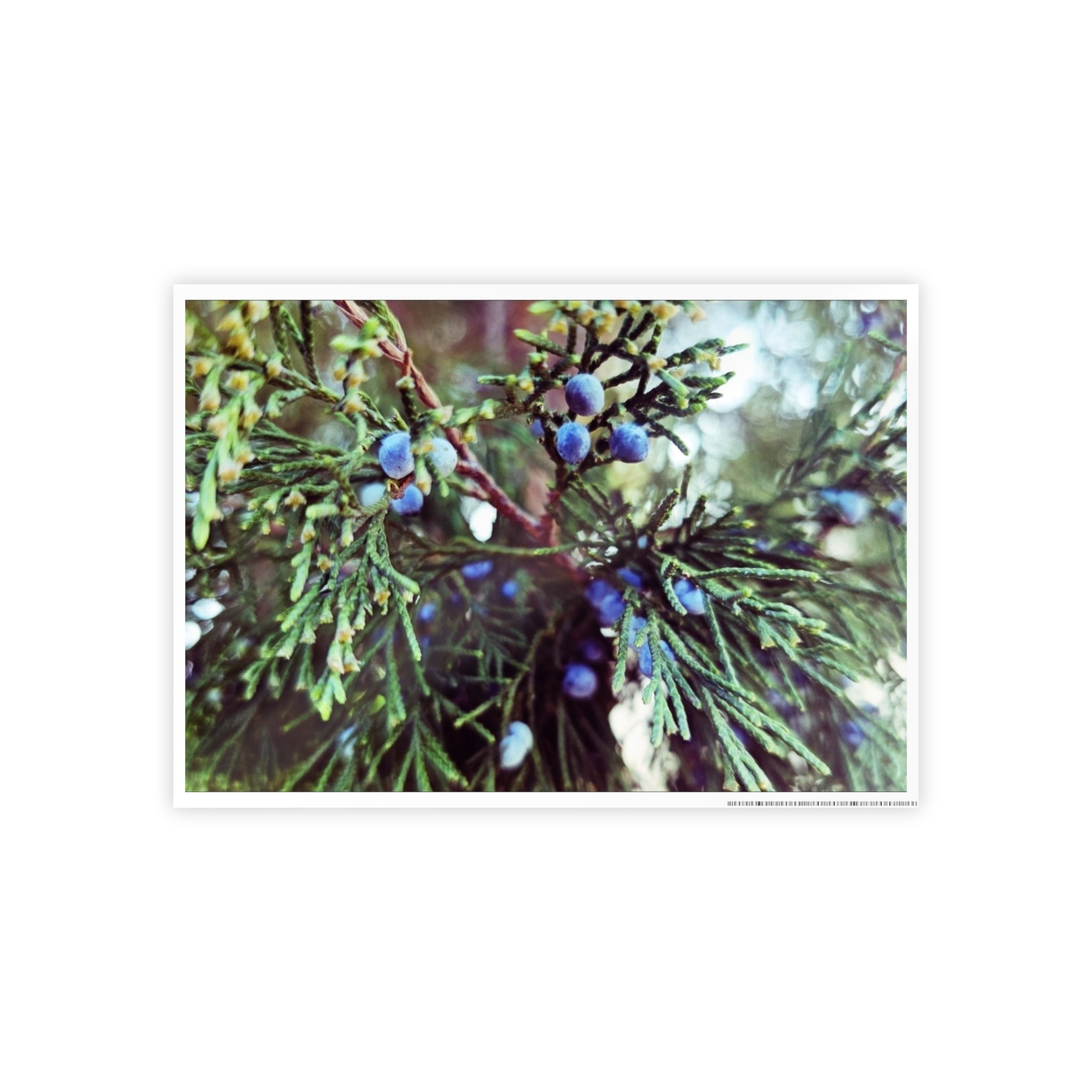 Glossy Nature Posters